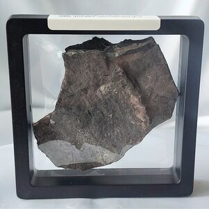 Unique Rare Carboniferous‎ Coal Era Fossil From World Famous Union Chaple Mines